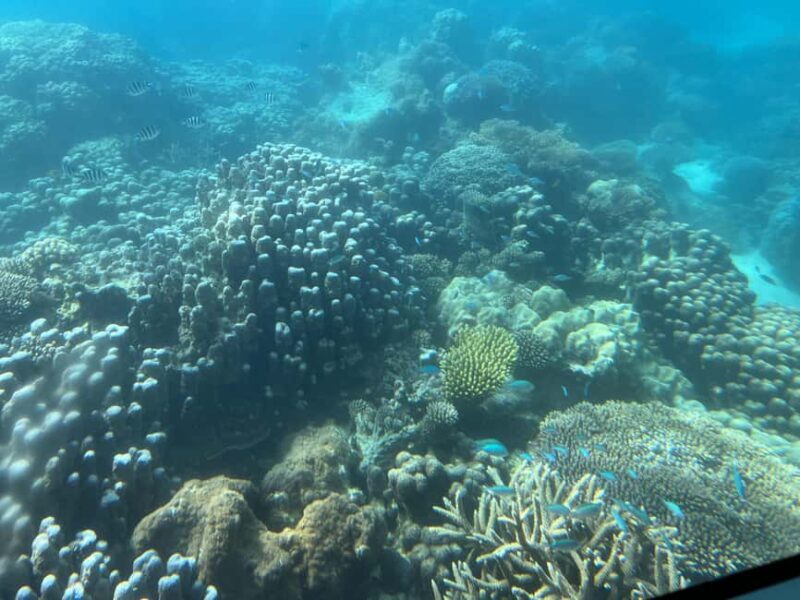 Zanzibar Classic Reef Submarine, sea experience Tour - Practical Details and Tips
