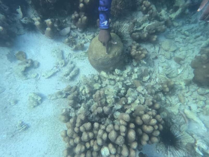 Zanzibar Classic Reef Submarine, sea experience Tour - Authentic Marine Encounters Without Getting Wet
