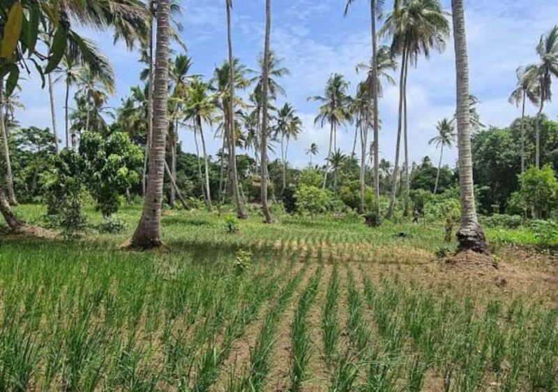 Zanzibar: Coconut Plantation Tour and Sunset Cruise - Introduction: Authentic, Relaxing, and Visually Stunning