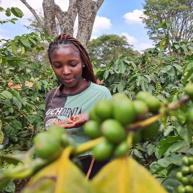Zanzibar: Coffee Farm Tour & Transparent Kayak Adventure - Introduction