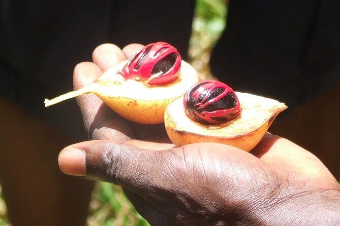 Zanzibar Cooking Class [Swahili food test ] and Spice farm Private tour - Reviews: Authentic Voices