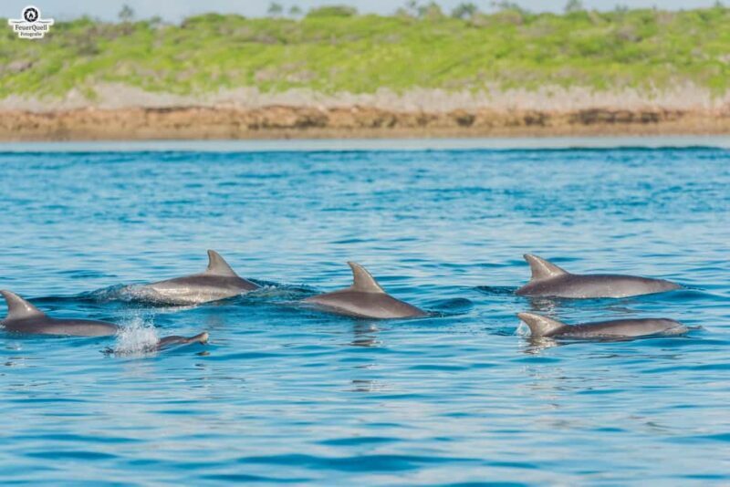 Zanzibar: Day Mnemba, Dolphin, Stone town tour with transfer - Key Points