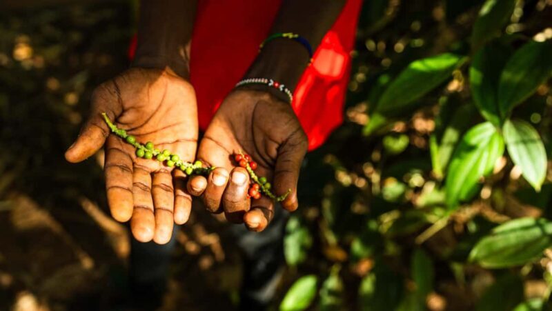 Zanzibar: Day Spice Farm,Reef and Beach Submarine Tour - Key Points