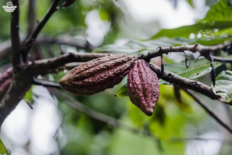 Zanzibar: Day Spice Farm,Reef and Beach Submarine Tour - Transportation and Timing