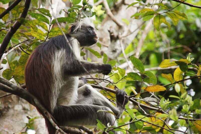 Zanzibar - (Day trip) Jozani Forest Red Colobus Monkey Tour - Authentic Encounters and Photo Opportunities
