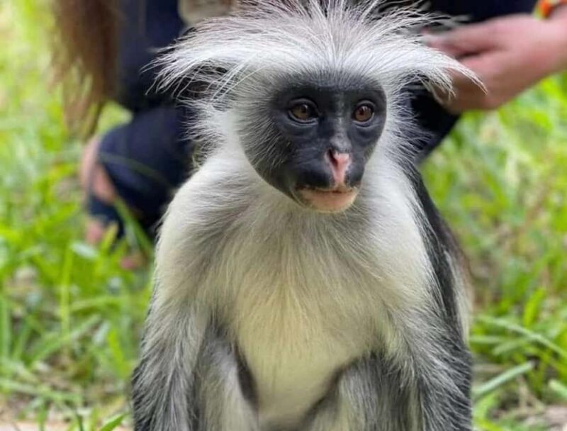 Zanzibar: Discover Red Colobus Monkey in Jozani forest tour - Key Points