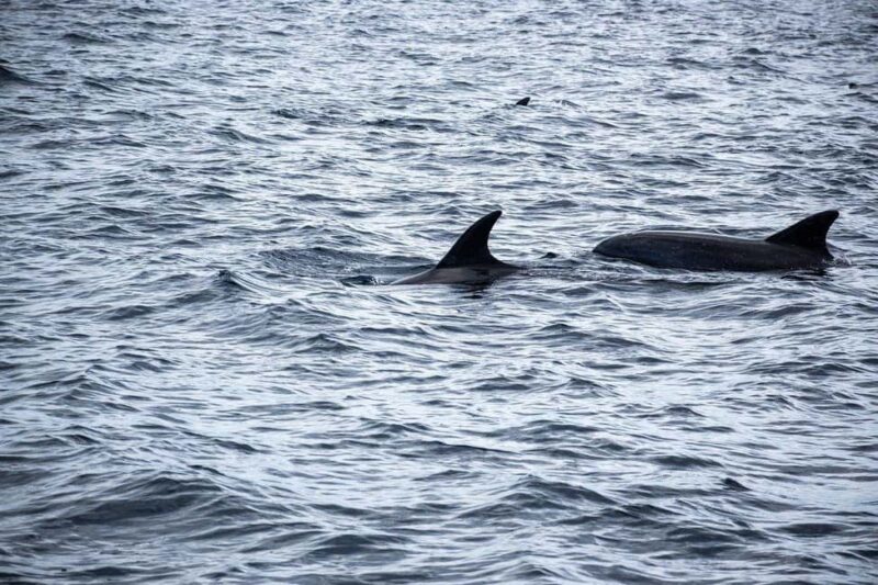 Zanzibar - Dolphin tour & Mnemba from Nungwi or Kendwa - Key Points