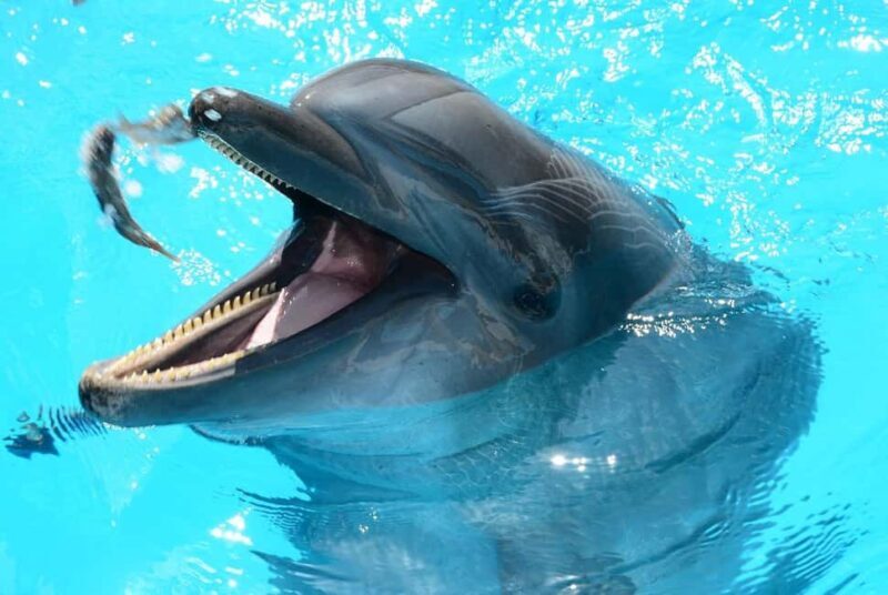 Zanzibar - Dolphin tour & Mnemba from Nungwi or Kendwa - Authenticity and Local Flavor