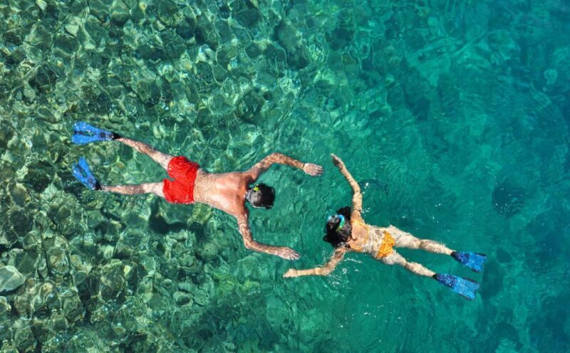 Zanzibar Dolphin tour & Snorkeling at Mnemba reef - What to Expect from the Zanzibar Dolphin & Snorkeling Tour