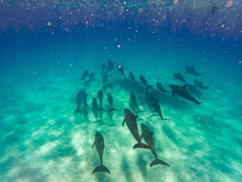 ZANZIBAR DOLPHIN TRIP - Key Points