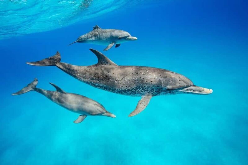ZANZIBAR DOLPHIN TRIP - What to Expect from the Zanzibar Dolphin Tour