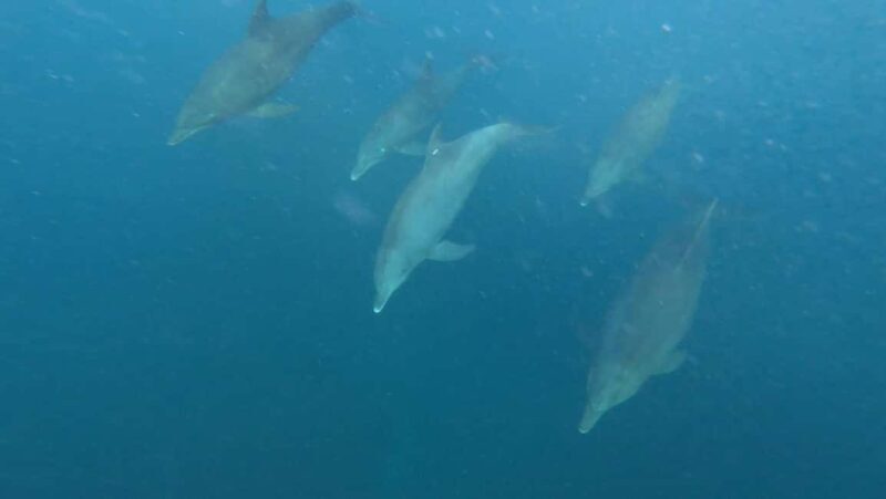 ZANZIBAR DOLPHIN TRIP - Authentic Experiences & Guides You Can Trust