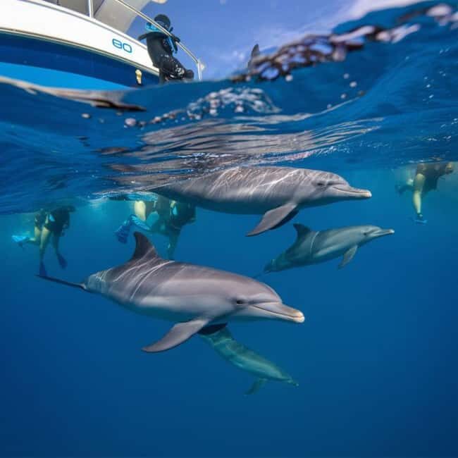 Zanzibar: Dolphins Encounter Adventure - Key Points