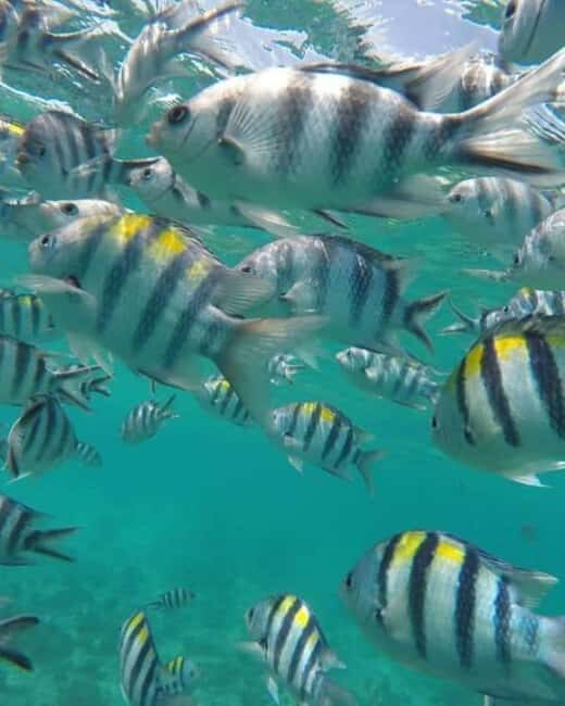 Zanzibar: Dolphins Encounter Adventure - What the Tour Involves: A Detailed Look