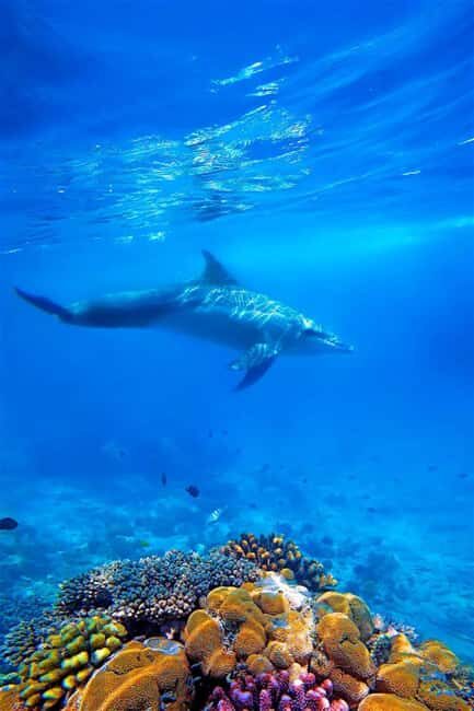 Zanzibar: Dolphins Encounter Adventure - Practical Considerations