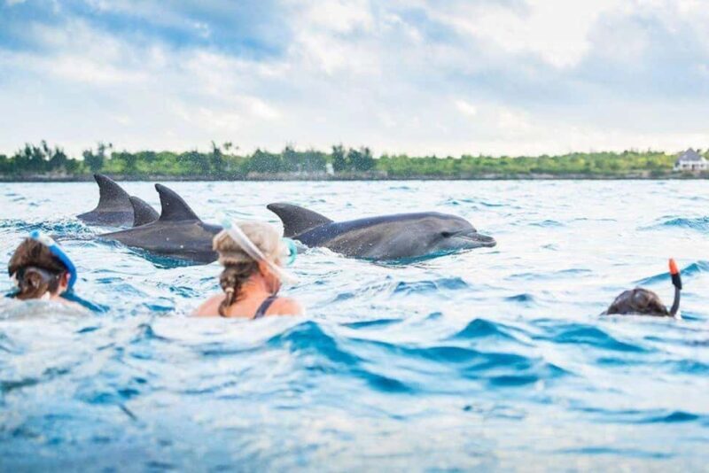 Zanzibar: Dolphins Encounter Adventure - Final Thoughts: Who Will Love This Tour?
