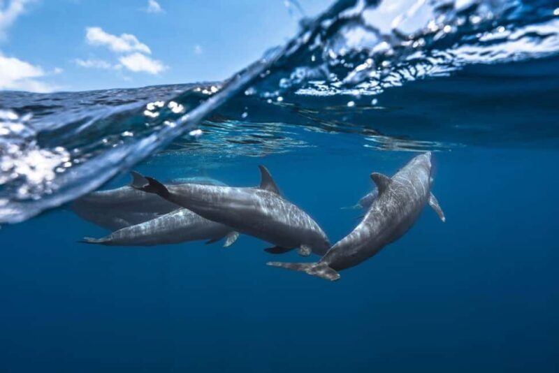 Zanzibar: Dolphins, Salaam, Starfish, Snorkeling, Kuza, Paje - Key Points