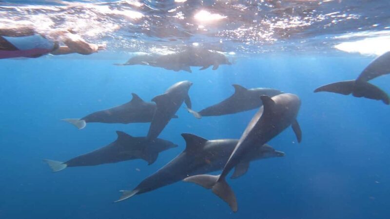 Zanzibar dolphins+ snokling at mnemba with turles swimming - A Deep Dive into the Zanzibar Dolphins + Snorkeling Experience