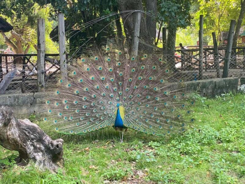 Zanzibar: Explore Prison Island, tortoises and Jozani forest - A Practical Guide to the Zanzibar Experience
