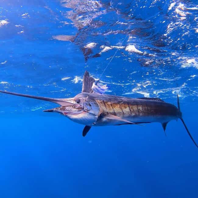 ZANZIBAR FISHING EXPRIENCE - Food, Drinks, and Comfort