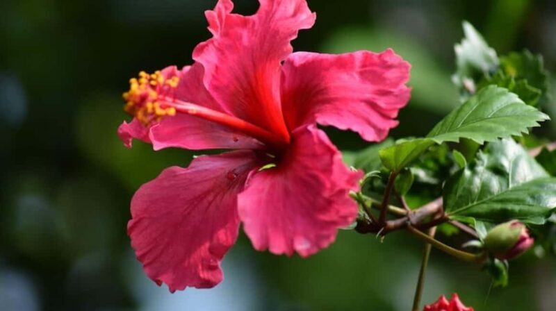 Zanzibar: Flower Garden and Coffee Plantation Tour - An In-Depth Look at the Zanzibar Flower Garden and Coffee Tour