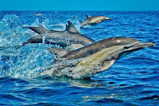 Zanzibar Full Day Dolphin Tour; Mnemba Island; Nungwi Beach & Kendwa Beach Tour - What This Tour Means for You