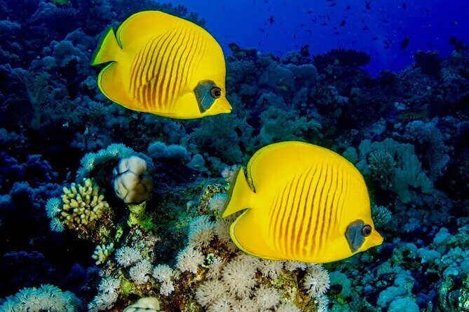 Zanzibar Full Day Dolphin Tour; Mnemba Island; Nungwi Beach & Kendwa Beach Tour - Who Would Love This Tour?