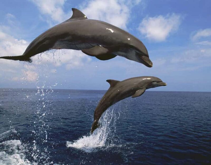 Zanzibar: Full day Kizimkazi Dolphin Tour and Pungume Island - What’s Included and What Not