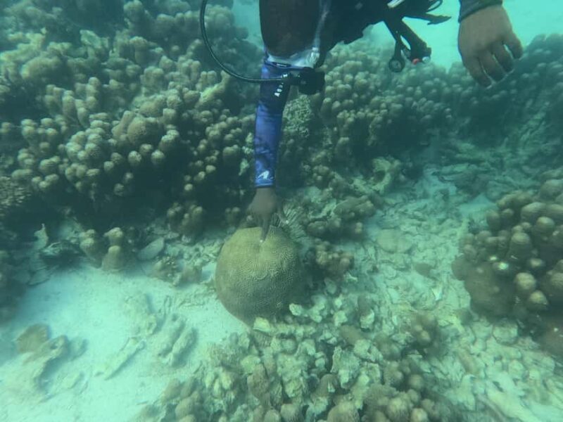 Zanzibar: Half-day Spice Farm, Classic Reef Submarine tour - Key Points
