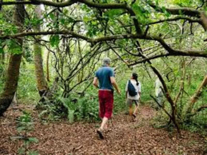Zanzibar: Half-Day Village Spice Farm Tour with Local Guide - A detailed look at the Zanzibar Spice Farm Tour