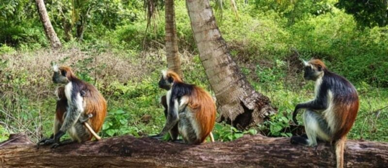 Zanzibar: Into the Wild-Red Colobus Safari in Jozani Forest - Key Points