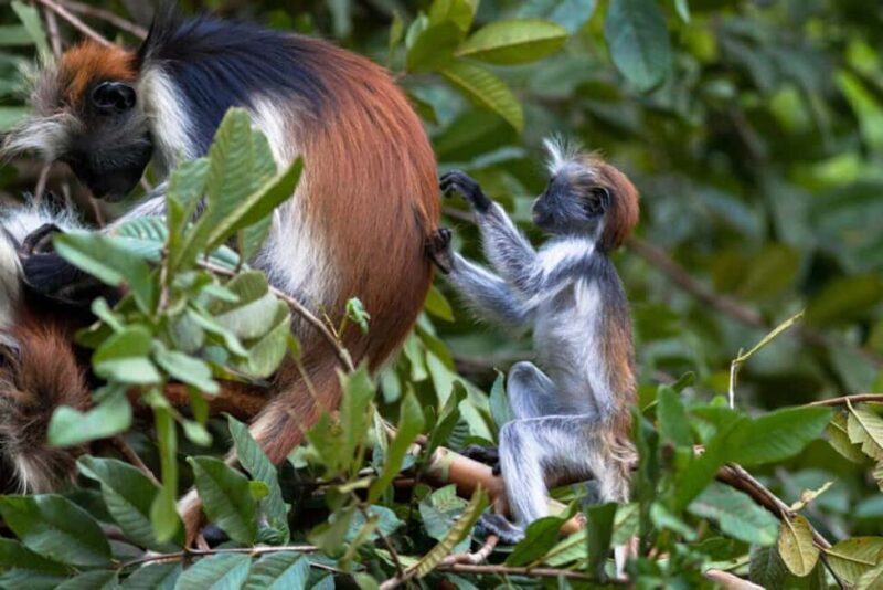 Zanzibar: Into the Wild-Red Colobus Safari in Jozani Forest - What Travelers Say