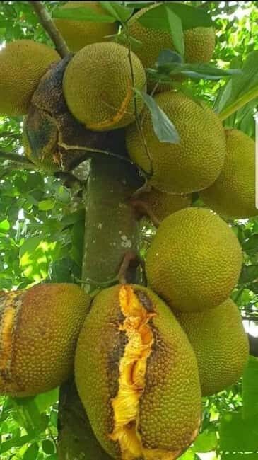 Zanzibar Island: Spice Farm Tour Visit with Guided tour - FAQs
