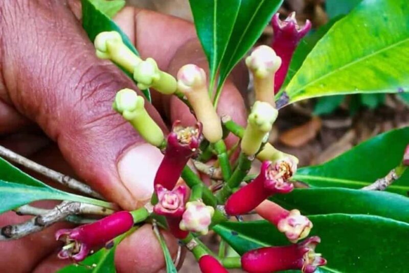 Zanzibar: Jozani and spice Escape - Exploring Zanzibar’s Natural Treasures with the Jozani and Spice Escape Tour