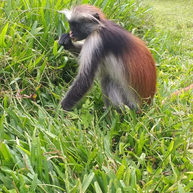 Zanzibar: Jozani Chwaka Bay National Park and Spice Farm - Key Points