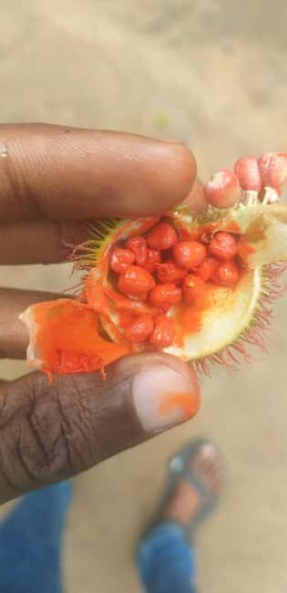 Zanzibar: Jozani Chwaka Bay National Park and Spice Farm - Practical Aspects and Value