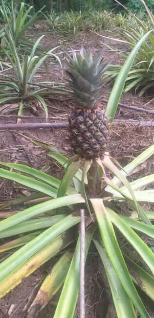 Zanzibar: Jozani Chwaka Bay National Park and Spice Farm - FAQ