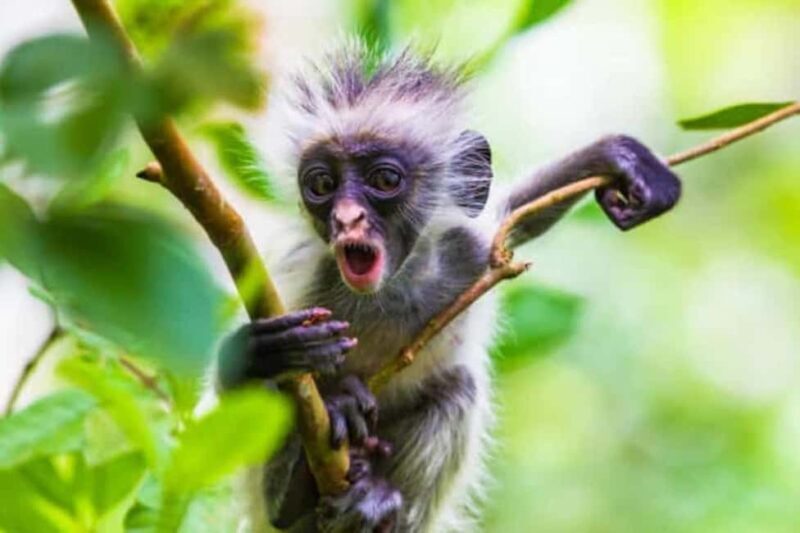 Zanzibar: Jozani Chwaka Bay Park Private Tour with Guide - How the Experience Fares According to Reviews