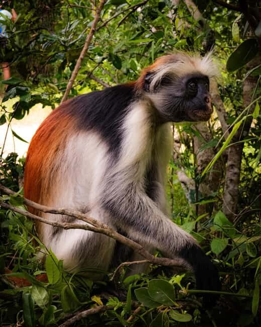 ZANZIBAR; JOZANI FOREST - Zanzibar Jozani Forest Tour Review