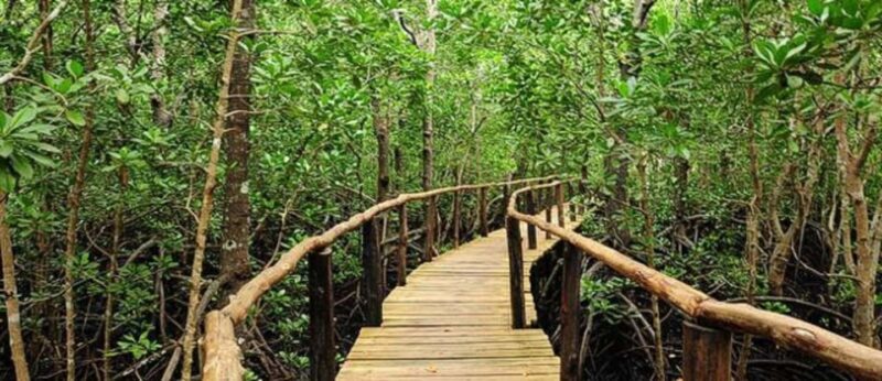 ZANZIBAR: Jozani forest and a sea turtle interaction - A Closer Look at the Tour Experience