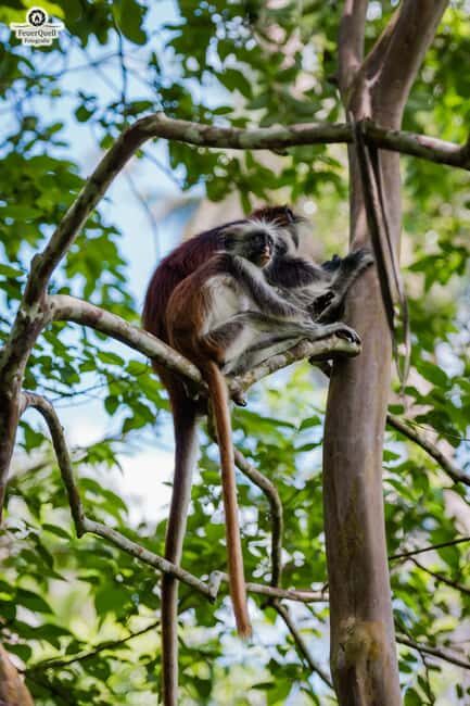 Zanzibar : Jozani forest and Butterfly centre with transfer - An Introduction to the Tour Experience