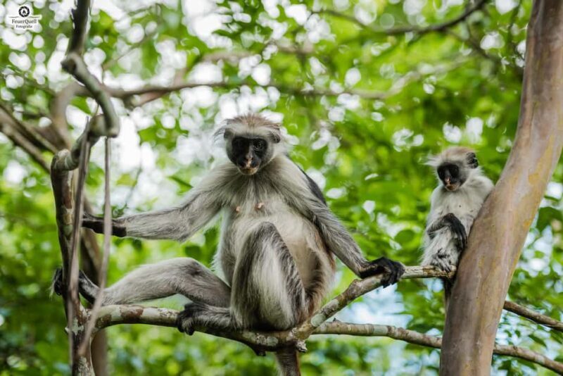 Zanzibar : Jozani forest and Butterfly centre with transfer - An Honest Look at the Value