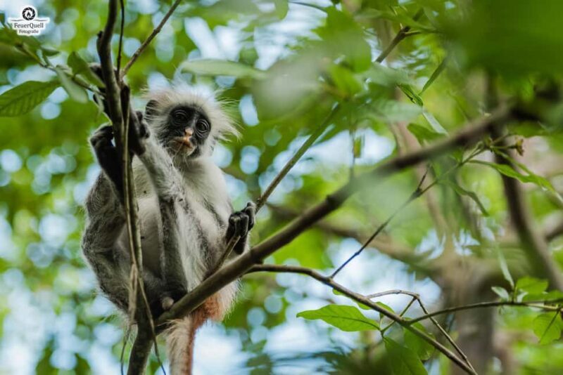 Zanzibar : Jozani forest and Butterfly centre with transfer - Final Thoughts