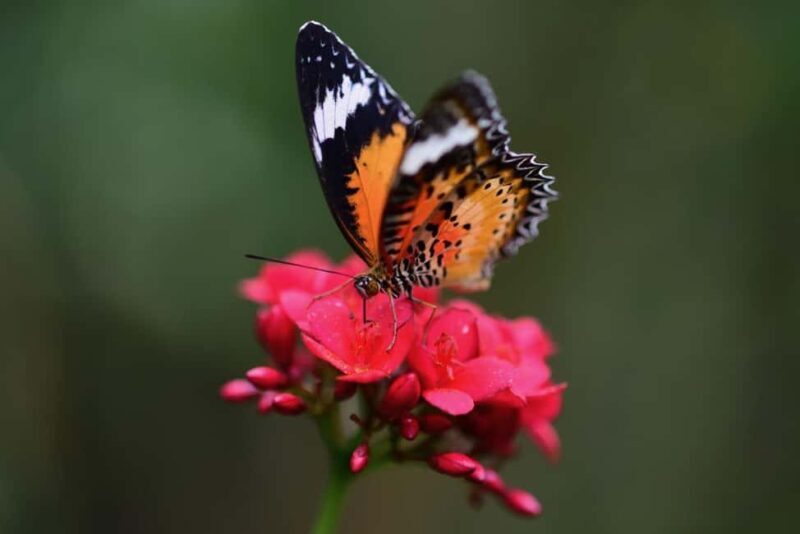 Zanzibar : Jozani forest and Butterfly centre with transfer - FAQ