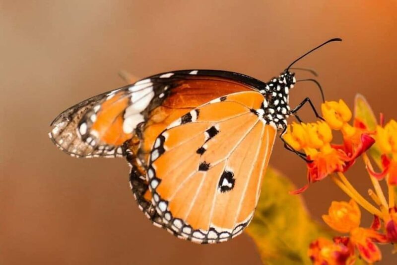 Zanzibar: Jozani forest and Butterfly day tour - An Introduction to the Tour