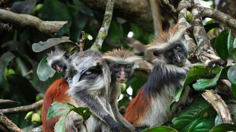 Zanzibar: Jozani Forest and Mangrove Boardwalk Guided Tour - Introduction to Jozani Forest and Its Significance