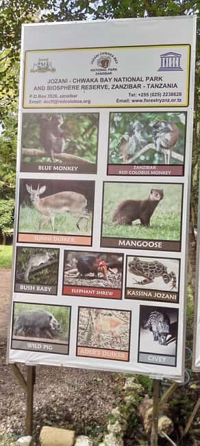 ZANZIBAR: Jozani Forest and mtende beach day trip - The Magnificence of Mtende Beach
