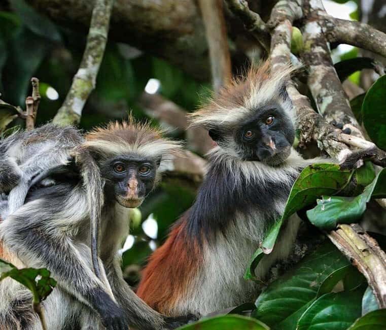 Zanzibar: Jozani Forest and Salaam Cave Tour - Final Word