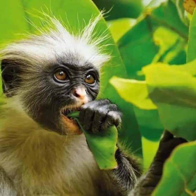 Zanzibar: Jozani Forest and Salaam Cave Tour - Final Thoughts — Is This Tour Right for You?