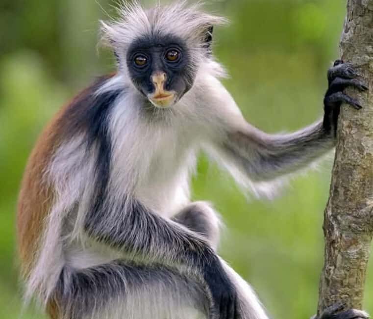 Zanzibar: Jozani Forest and Salaam Cave Tour - Who Would Enjoy This Tour?